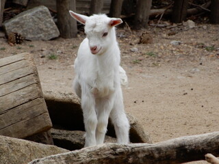 little white goat