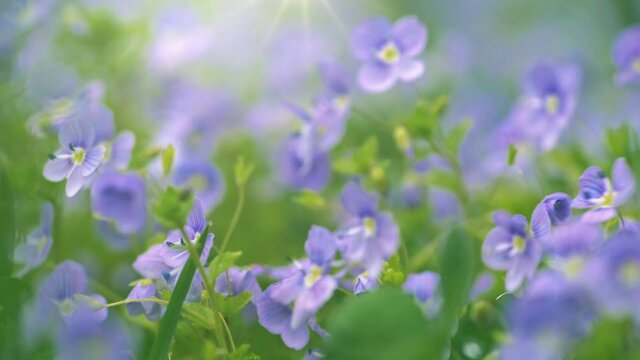 Small tender purple spring flowers in the grass in a meadow in the rays of the setting sun. Wind sways meadow flowers. Spring coming.