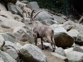 mountain goat on the rock