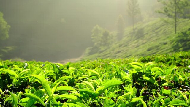 Young green tea leaves on the tea bush close up