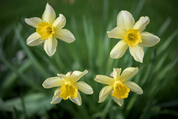 Fototapeta na wymiar Four beautiful yellow narcissus in a flower garden