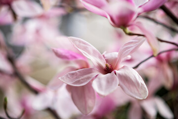 Fototapeta na wymiar Close up of beautiful white and pink magnolia blossom