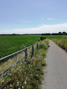 Campagna, Liscate