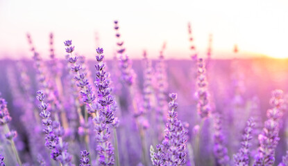 Sunset over a violet lavender field in Provence, France.