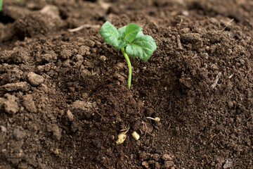 Young potato plant outside the soil with raw potatoes