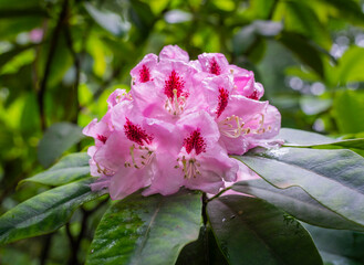 Rhododendron 