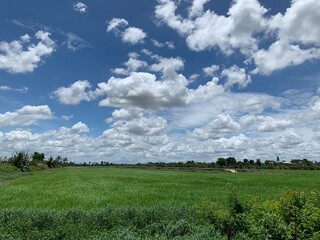 Obraz premium green field and blue sky