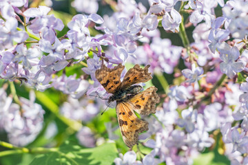 butterfly on blooming purple lilac flower branch in garden 