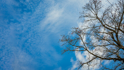 sky and tree