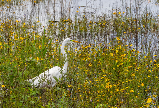 Egret amound wildflowers in Myakka River State Park in Sarasota Florida in the United States