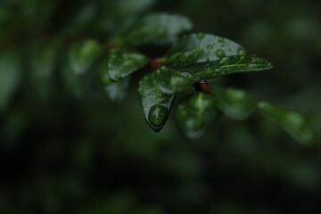 Drop of Life