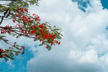 Red flowers or Flamboyant tree with green leaves on puffy fluffy white clouds background 
