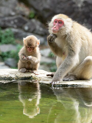 夏の長野県、地獄谷野猿公苑のニホンザル　親子ザル　8月