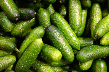 a pile of vegetables cucumber as background
