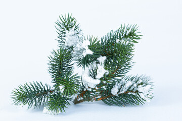 Pine tree branches with fake snow on top