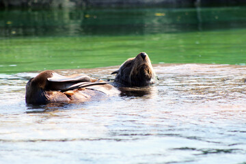 Fototapeta premium sea lion in the water