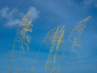 Sea Oats on a Gulf of Mexico beach in Florida in the United States