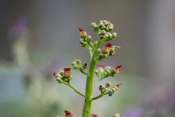 Macro de una escrofularia acuática