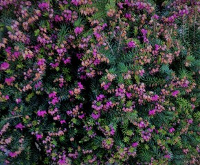 Obraz premium Purple flowering heather
