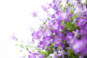 Obraz na płótnie Canvas Purple flowers floral Campanula blossoms in window light accentuates the delicate petals