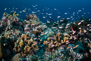 Fototapeta na wymiar Anthias swarm over a healthy coral reef in Palau. Palau is known for its spectacular limestone islands and high marine biodiversity.