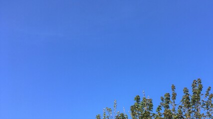 Blue sky with treetop branches in corner