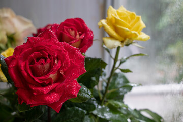 Bouquet of red, yellow and cream roses. On a wooden background, which stand on the windowsill. Window. Summer flowers.