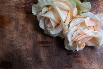 Gently cream roses on a wooden background. Water splashes on flower petals. Beauty.