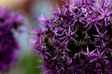 close up of lavender
