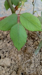green sprout growing in soil