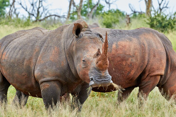 Two white rhinos eating grass