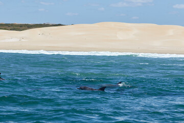Bottlenose dolphins swimming in front of the beach