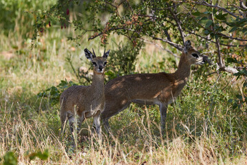 Two klipspringers in the shade of a tree
