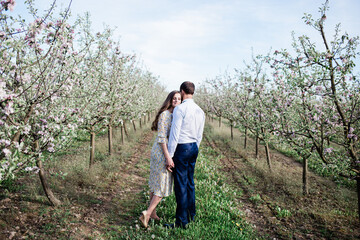 Fototapeta premium lovely loving couple walking in a freshly blooming apple orchard, spending time together outdoors