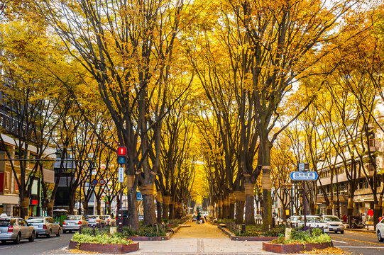 Jozenji-dori Avenue in Sendai, Japan. Sendai is known as "The City of Forest" for its cityscape with trees to be one important element of the city