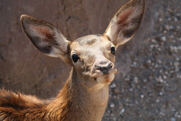 portrait of a young deer