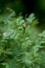 One Rose Hip Blossom. Wild Rose Hip blossom in the springtime