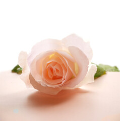 Delicate and tender pastel rose flower isolated. Wedding. Card

