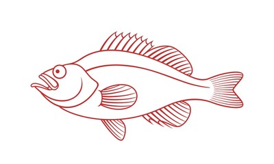 Ocean Perch outline. Isolated ocean perch on white background