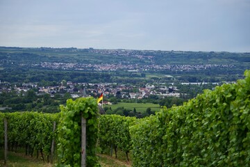 Blick über Weinberge