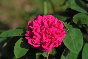 Obraz premium pink rose