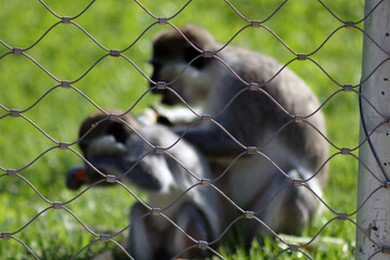 monkeys in jail