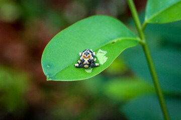 curlionidae, folha, macro, inseto