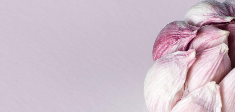 coves of garlic close up on pink background