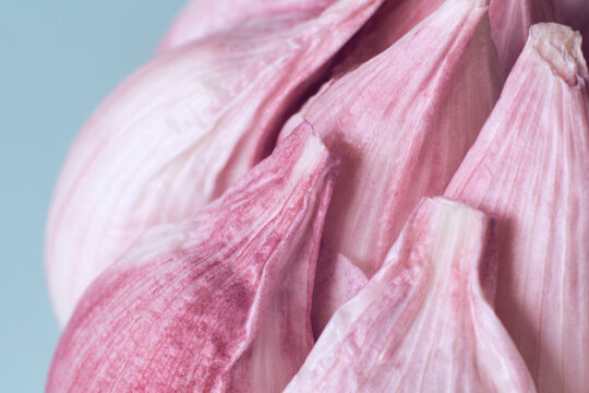 coves of garlic close up on blue background