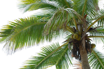 Fototapeta premium Coconut tree in the island of the Philippines