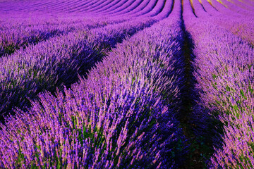 Lavender field in sunlight, Rows of purple flowers in Valensole in Provence, France.