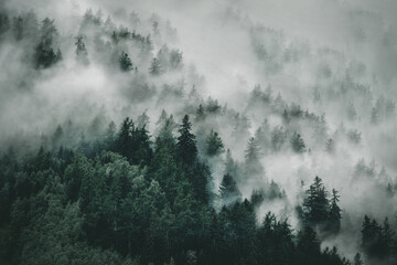 View of foggy mountains. Trees in morning fog