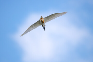 Cattle Egret flying