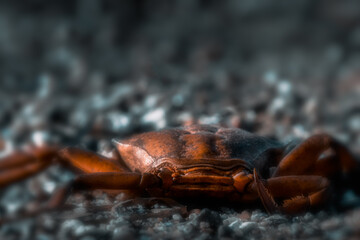 Krabbe am Kieselstrand - Carcinus maenas